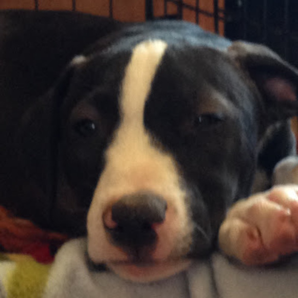 Meet your Posher, Melody - Picture 1 of 1